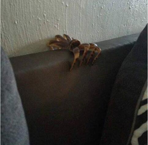 女票的发卡差点把我吓得原地爆炸了器物gif搞笑图片