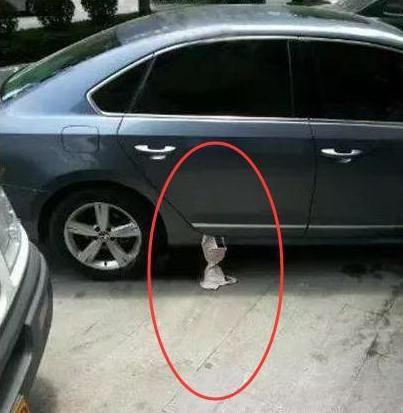 这个车主也不知道是故意的还是大意，这样真的会让人误解的器物gif搞笑图片