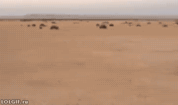 真正的沙漠之舟器物gif搞笑图片