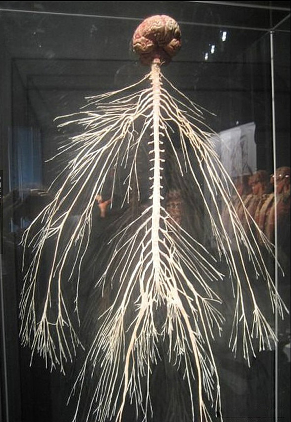 去除肌肉和骨骼之后，人类就变成了这样的怪物。。。器物gif搞笑图片