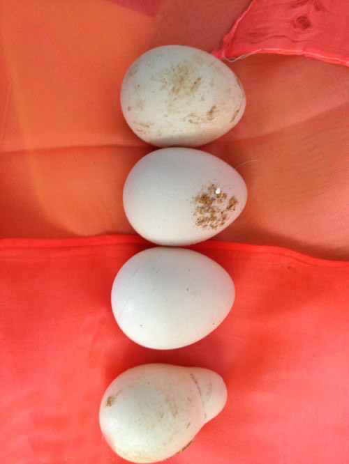 养了好久的鸡，下的蛋蛋。。。格格达。。。器物gif搞笑图片