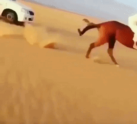 女朋友跟你说她现在一个人在家人物gif搞笑图片