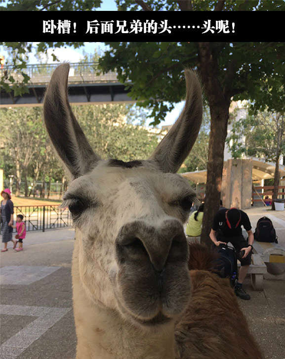 一位网友在盆友圈上传了一张照片，结果。。。人物gif搞笑图片