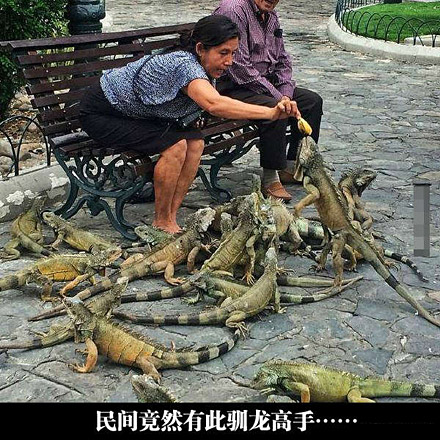 民间竟有此驯龙高手人物gif搞笑图片