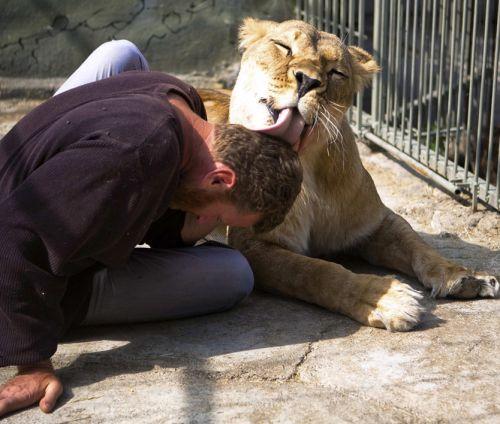 据说狮子的唾液治秃头人物gif搞笑图片