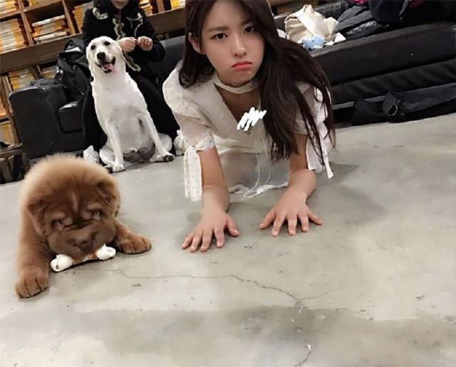 汪汪人物gif搞笑图片