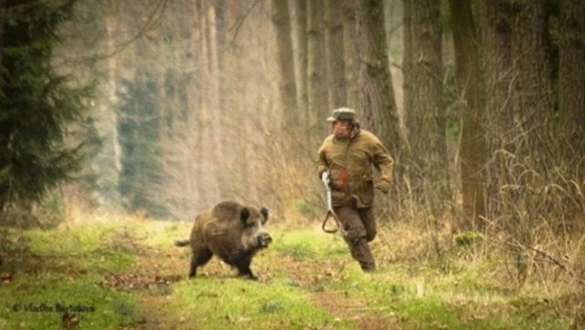 世上最悲催的狩猎者！人狩猎时反成猎物人物gif搞笑图片