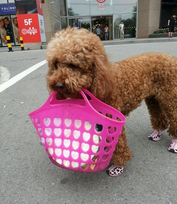 我是出来买菜的，都别围观啦，低调生活是我的原则人物gif搞笑图片