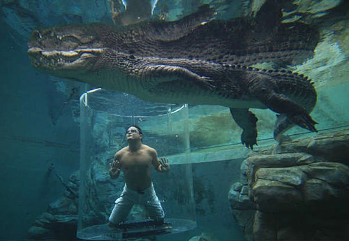 鳄鱼今天吃罐头，可是怎么打开恩人物gif搞笑图片