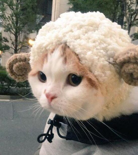 快看！这里有只披着羊皮的猫人物gif搞笑图片