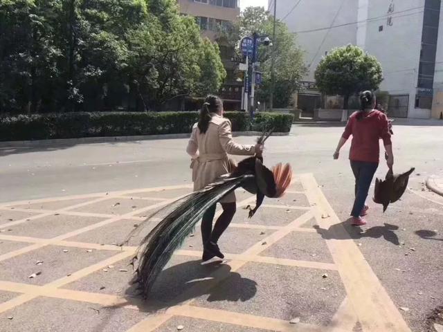 动物园新来的临时工人物gif搞笑图片