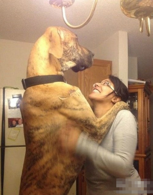 家有男友人物gif搞笑图片