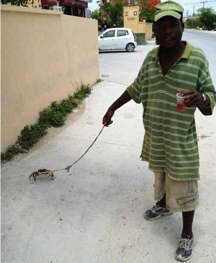 非洲人喜欢遛螃蟹人物gif搞笑图片