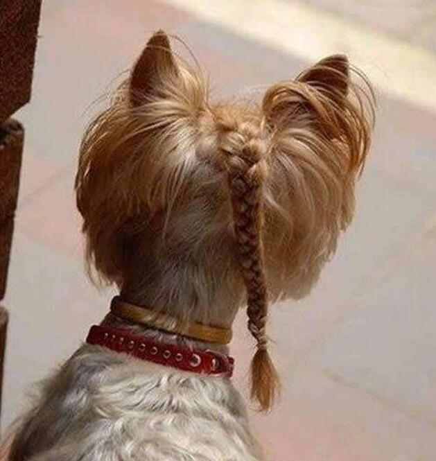 这狗主人太有爱了人物gif搞笑图片