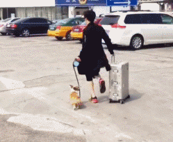 这张图有毒，狗狗，答应我，好好遛谦谦好吗？人物gif搞笑图片