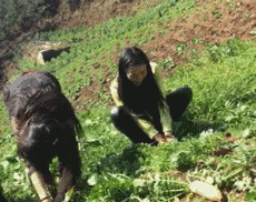 拔萝卜都这么卖力人物gif搞笑图片