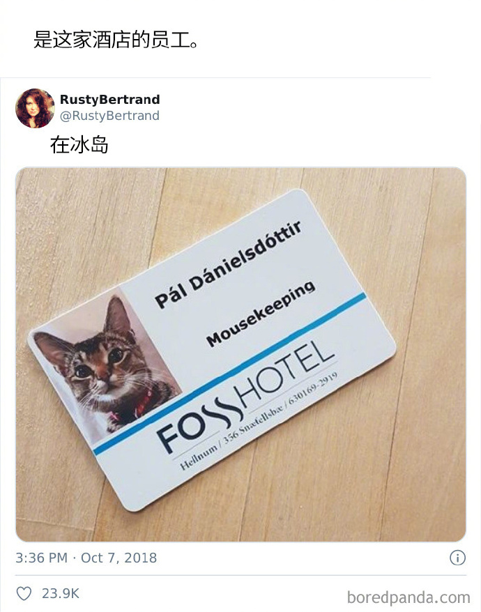 猫咪也是酒店员工哟社会gif搞笑图片