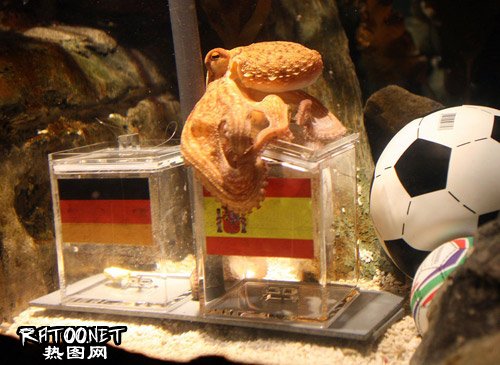 章鱼哥保罗社会gif搞笑图片