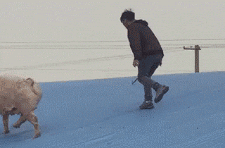 三天不打上房揭瓦社会gif搞笑图片