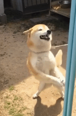 这年头，狗子都学会要红包了社会gif搞笑图片