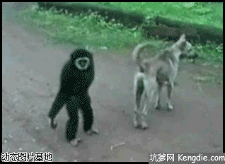 这猴子可真秀社会gif搞笑图片