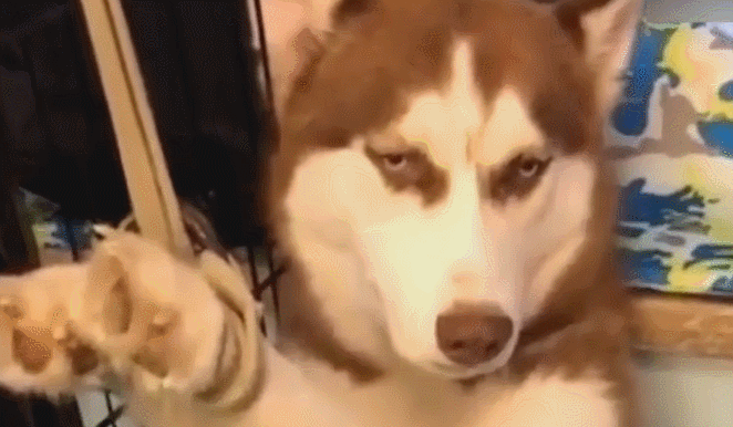 哈奇士被主人绑住，无助的眼神好可怜社会gif搞笑图片