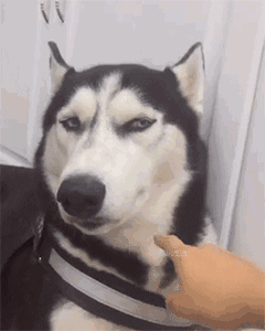 社会狗子的眼神警告社会gif搞笑图片