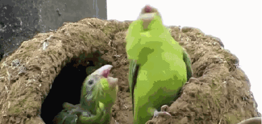 小鸟也会社会摇社会gif搞笑图片