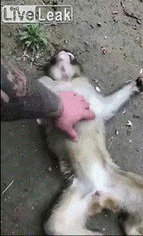 社会真险恶，睡会觉还让人给弹jj社会gif搞笑图片