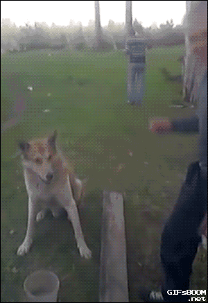 老铁，没毛病社会gif搞笑图片