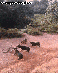 团结的力量....社会gif搞笑图片