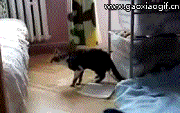 这猫出门肯定被门挤了社会gif搞笑图片