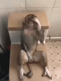 感觉自己压力好大呀社会gif搞笑图片