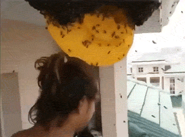 兄弟，你是狠呀，把我们马蜂兄弟都不放眼里社会gif搞笑图片