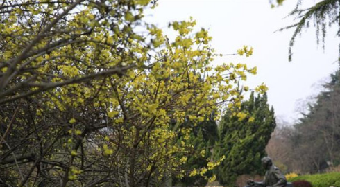 青岛鹅黄耀眼明 青岛第4期花期预报出炉社会gif搞笑图片