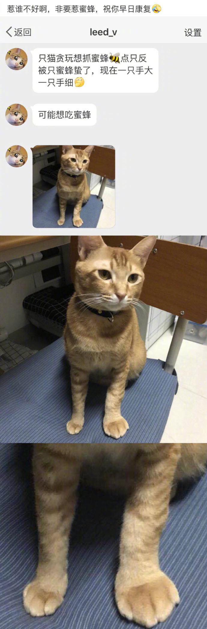 被蜜蜂蛰成了蓝精灵可爱动物图片社会gif搞笑图片
