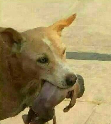 流浪狗叼弃婴求援图片社会gif搞笑图片