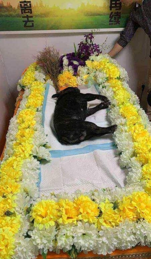 法斗狗宠物店游泳去世葬礼图社会gif搞笑图片