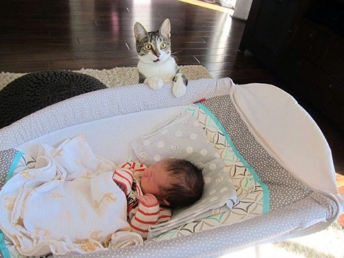 猫看见新生的宝宝搞笑震惊表情包社会gif搞笑图片