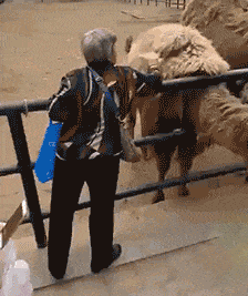 大妈偷扯羊毛的搞笑动图社会gif搞笑图片