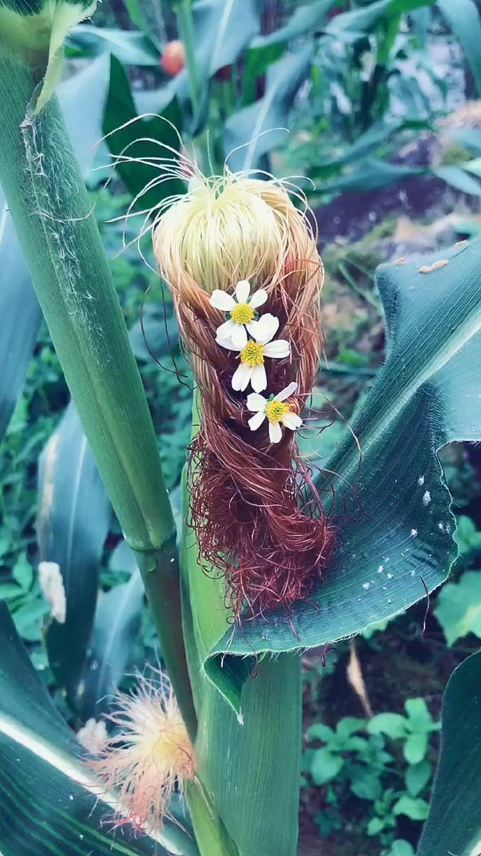 玉米须编辫子的发型图片社会gif搞笑图片