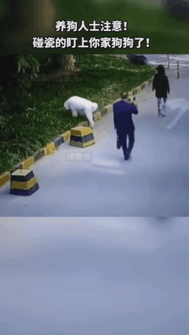 对狗狗碰瓷的动图社会gif搞笑图片