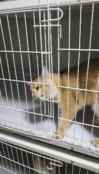 这是一只聪明的猫社会gif搞笑图片