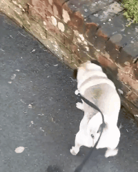 这年头上个厕所都得亮些技术活社会gif搞笑图片