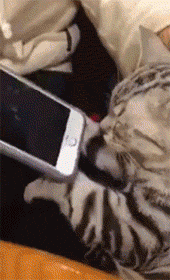 妈妈在也不用担心我的手机被女朋友打开了社会gif搞笑图片