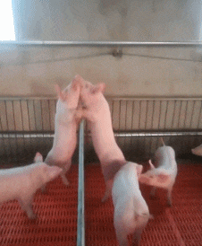 像不像和你老婆吵架的样子社会gif搞笑图片