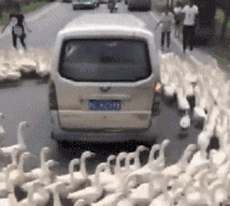 这难道就是传说中的涡轮增“鸭”社会gif搞笑图片