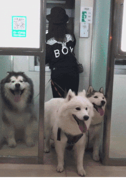 去次银行有三个保镖跟着，就问你们怕不怕社会gif搞笑图片