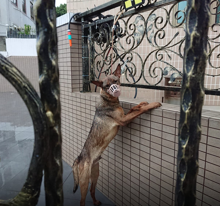 下暴雨，狗狗被绑屋外社会gif搞笑图片