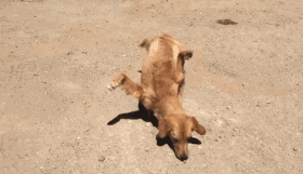 只折翼的金毛.....幸好， 主人没有放弃你社会gif搞笑图片